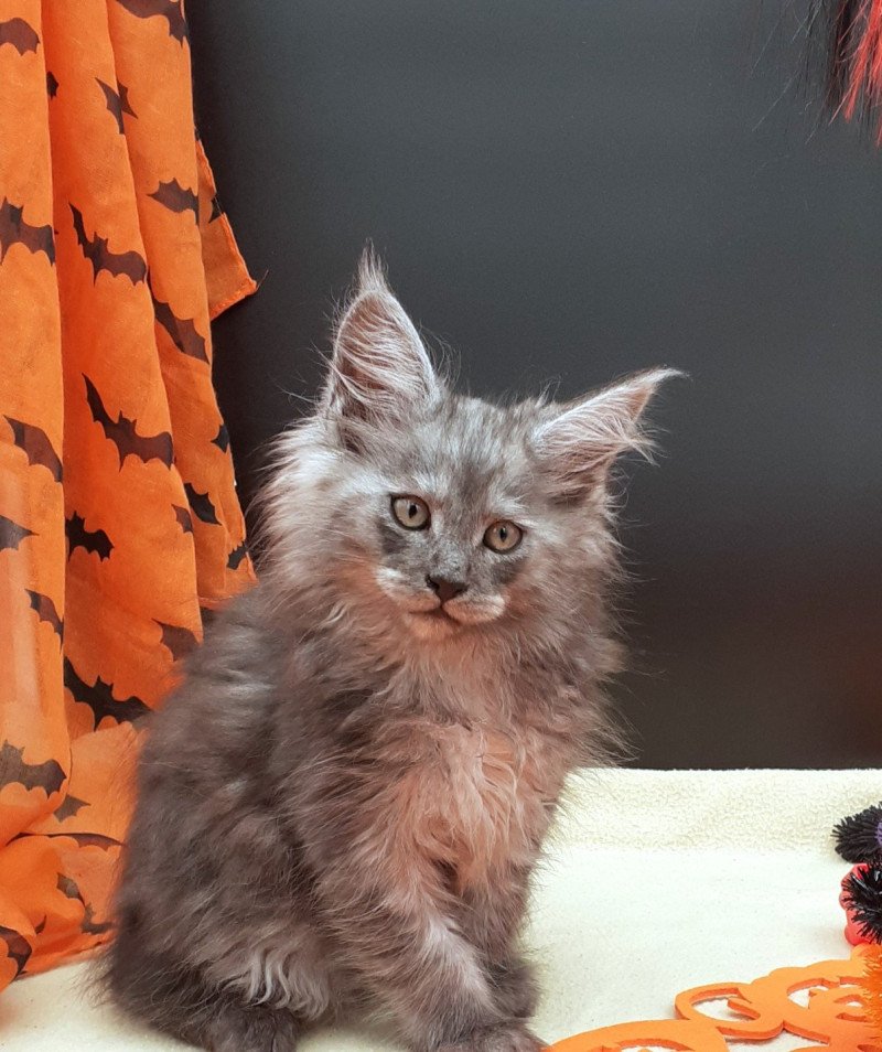 YAGI Femelle Maine coon