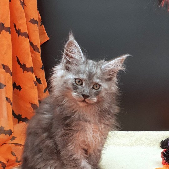 chaton Maine coon black smoke YAGI La Chatterie des targuizier's