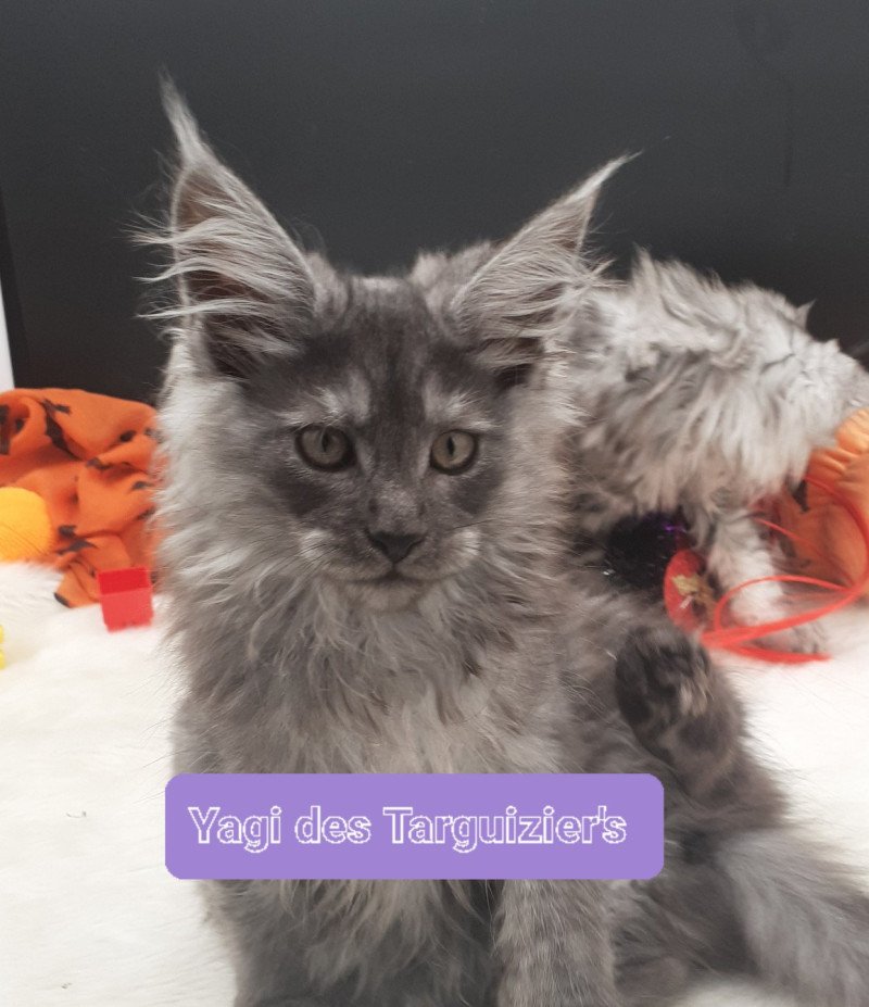 YAGI Femelle Maine coon