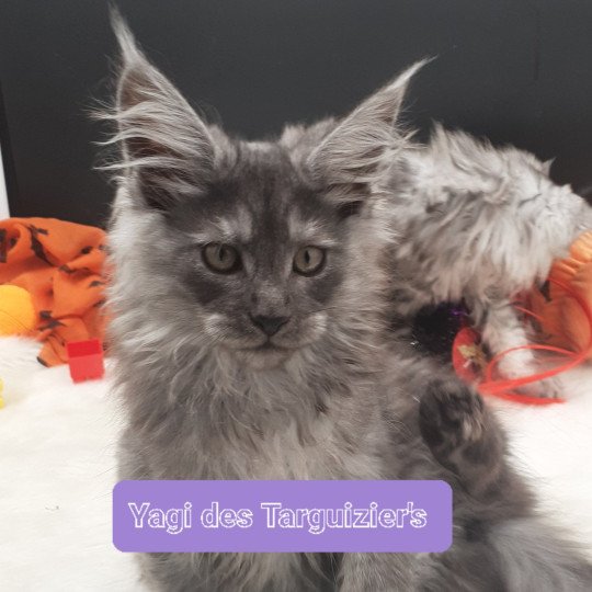 YAGI Femelle Maine coon