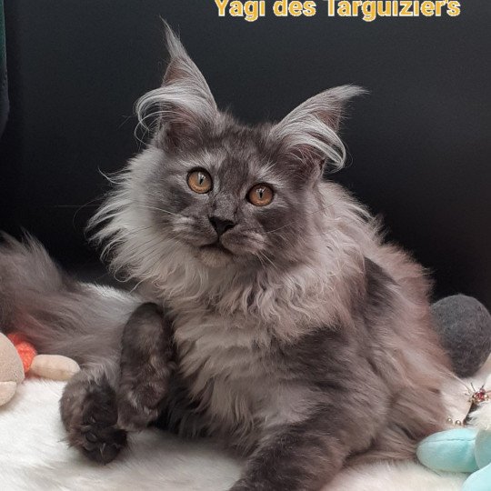 YAGI Femelle Maine coon