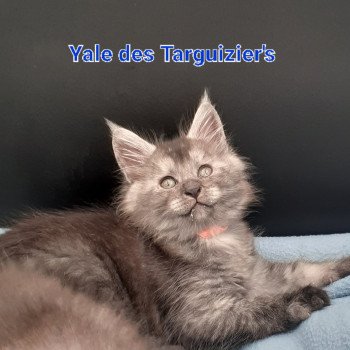 chaton Maine coon black smoke Yale La Chatterie des targuizier's