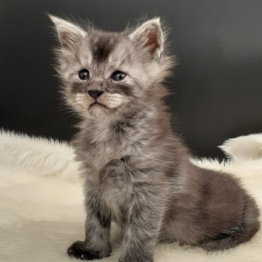 chaton Maine coon black smoke Yale La Chatterie des targuizier's