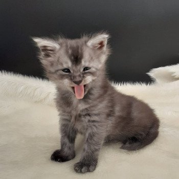 chaton Maine coon black smoke Yale La Chatterie des targuizier's