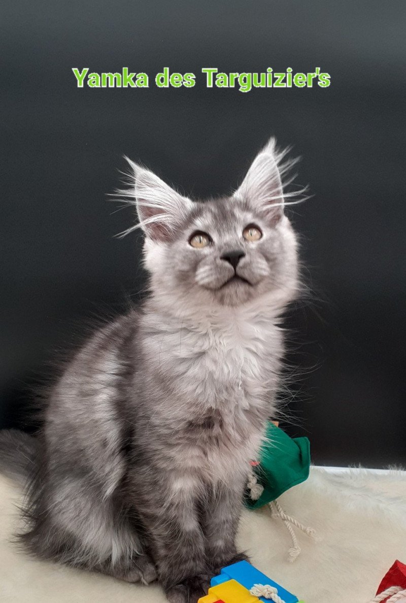 Yamka Femelle Maine coon