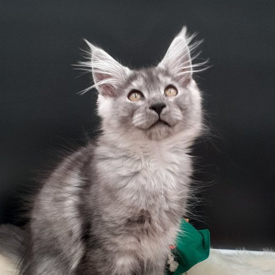 chaton Maine coon black smoke Yamka La Chatterie des targuizier's