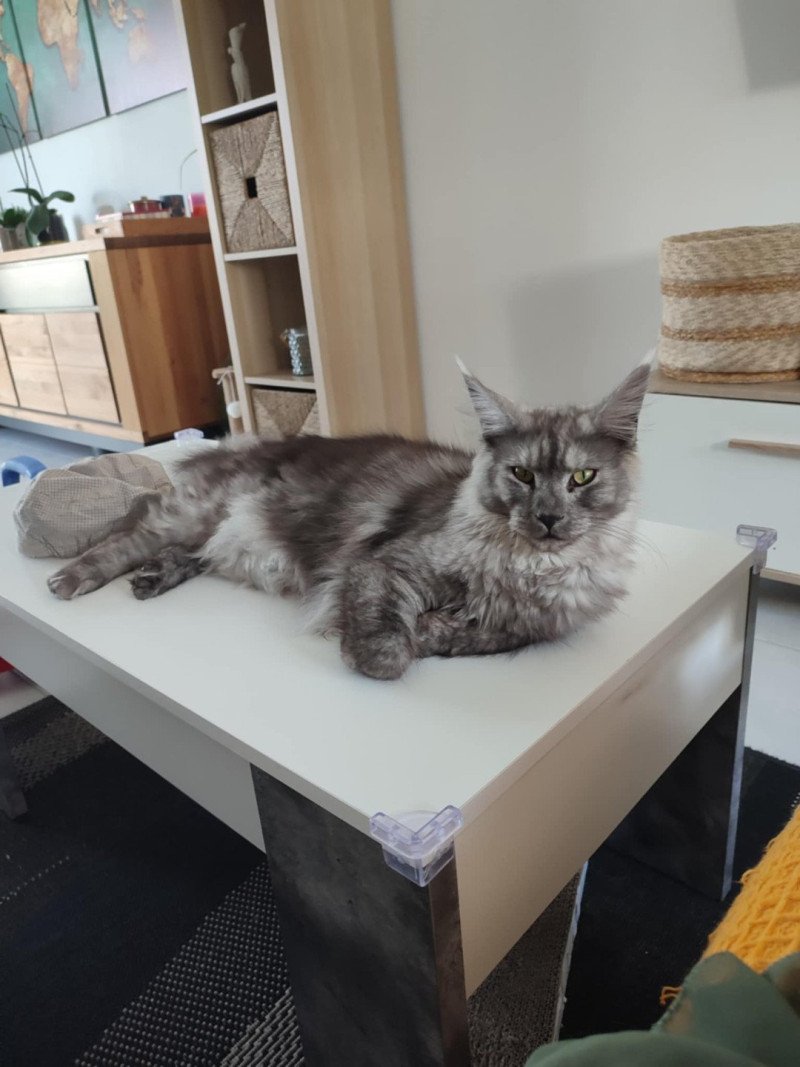 Yamka Femelle Maine coon