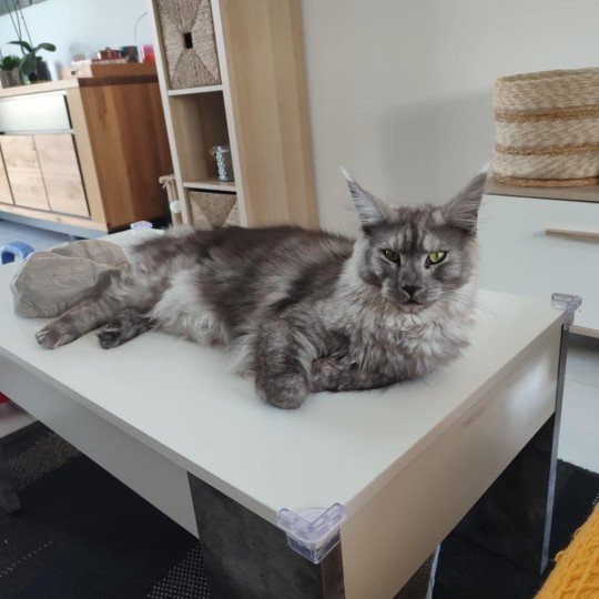 Yamka Femelle Maine coon