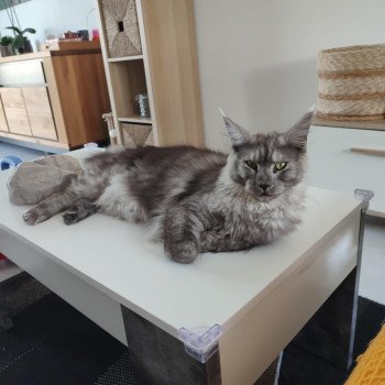 chaton Maine coon black smoke Yamka La Chatterie des targuizier's