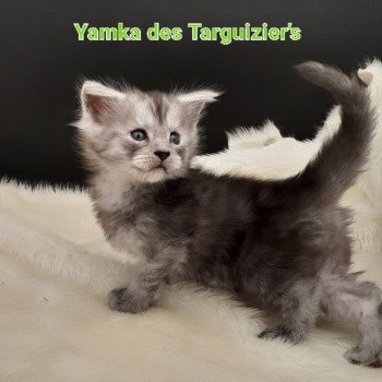 chaton Maine coon black smoke Yamka La Chatterie des targuizier's