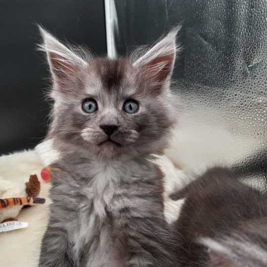 chaton Maine coon black smoke Winston La Chatterie des targuizier's