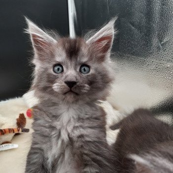 chaton Maine coon black smoke Winston La Chatterie des targuizier's