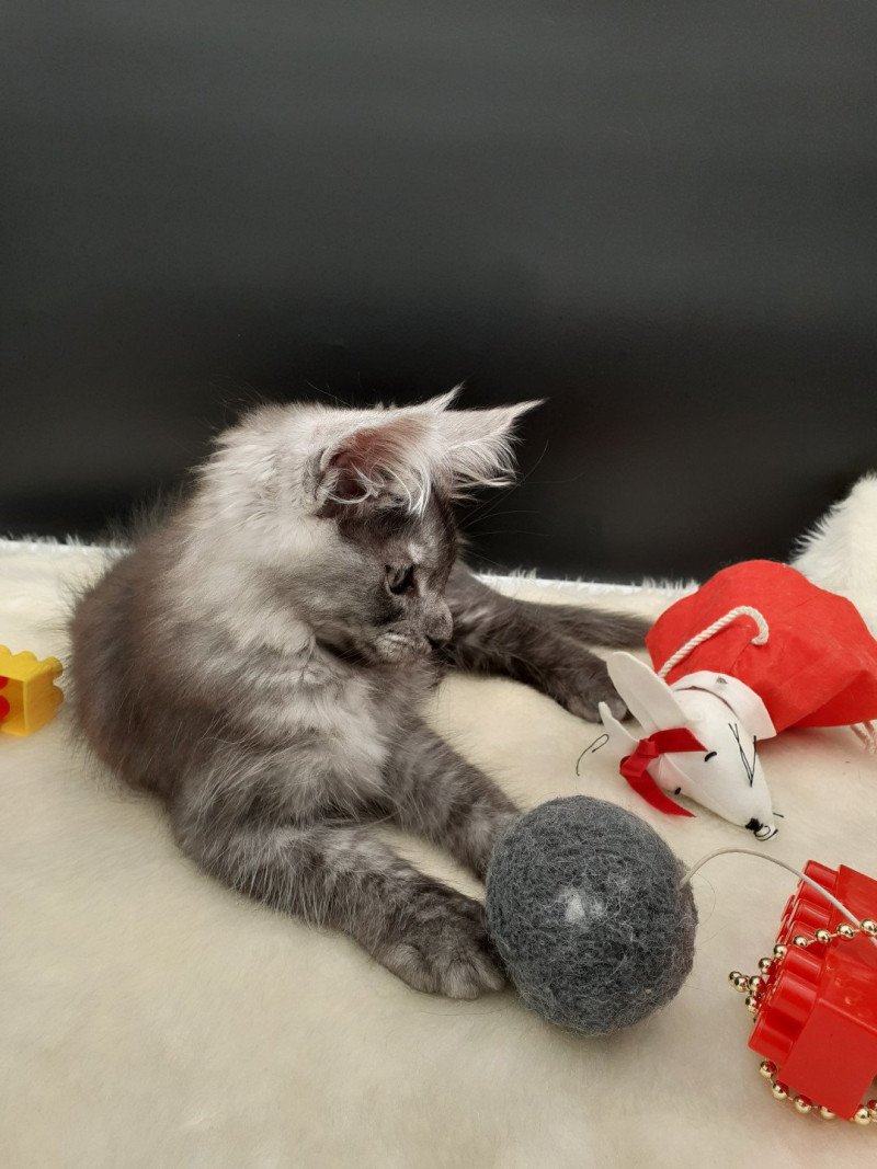 Winston Mâle Maine coon