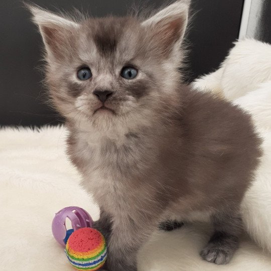 chaton Maine coon black smoke Yurok La Chatterie des targuizier's