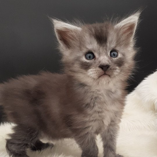 chaton Maine coon black smoke Yurok La Chatterie des targuizier's