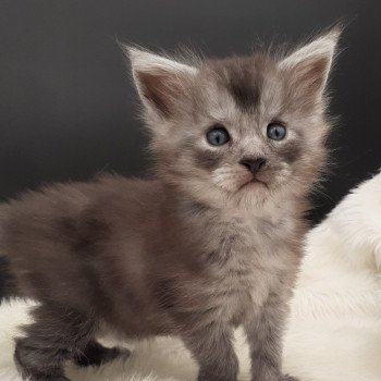 chaton Maine coon black smoke Yurok La Chatterie des targuizier's