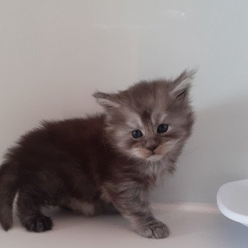 chaton Maine coon black smoke Zac La Chatterie des targuizier's