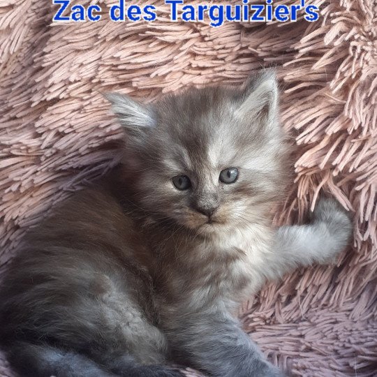 chaton Maine coon black smoke Zac La Chatterie des targuizier's