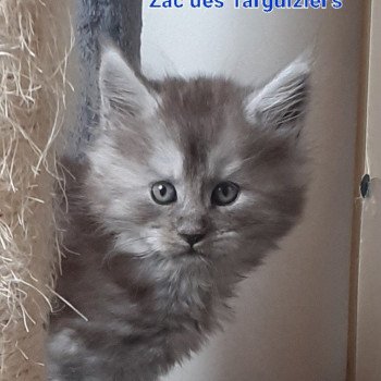 chaton Maine coon black smoke Zac La Chatterie des targuizier's