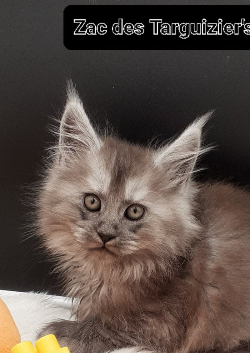 Zac Mâle Maine coon