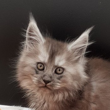 chaton Maine coon black smoke Zac La Chatterie des targuizier's