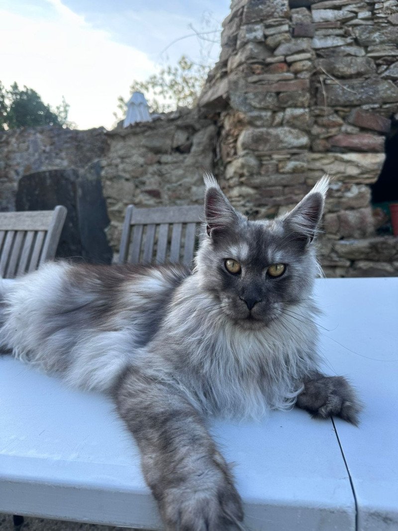 Zac Mâle Maine coon