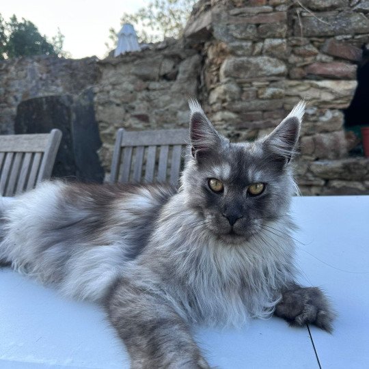 Zac Mâle Maine coon