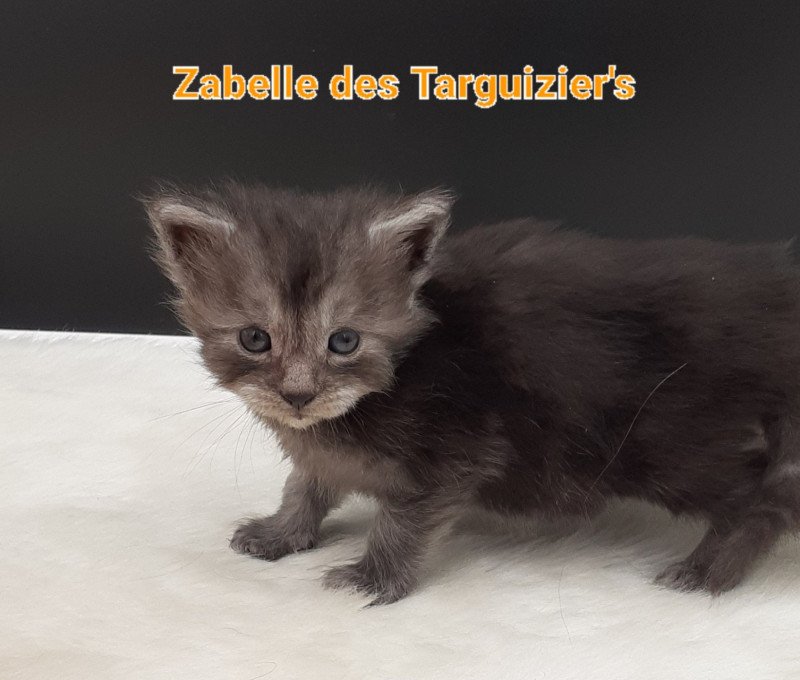 Zabelle Femelle Maine coon