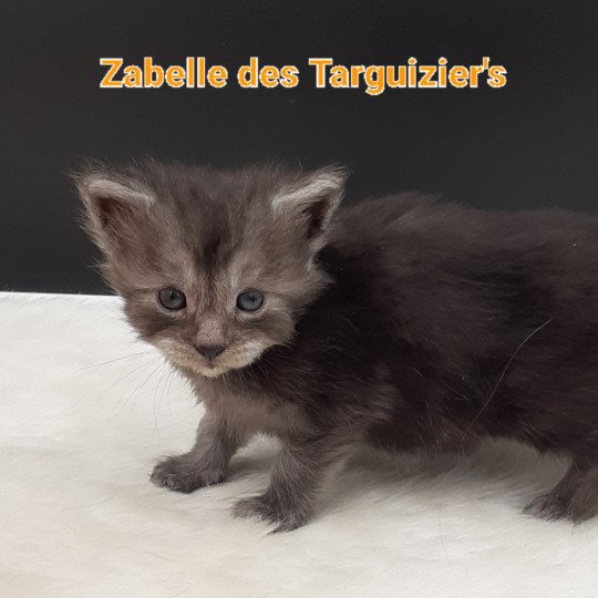 Zabelle Femelle Maine coon