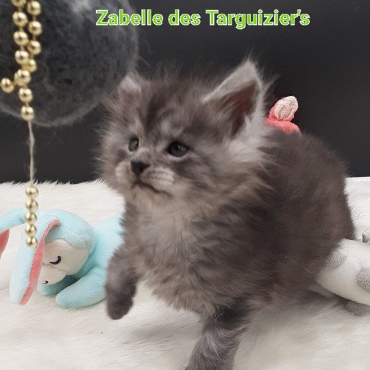 chaton Maine coon black smoke Zabelle La Chatterie des targuizier's