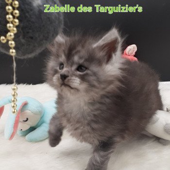 chaton Maine coon black smoke Zabelle La Chatterie des targuizier's