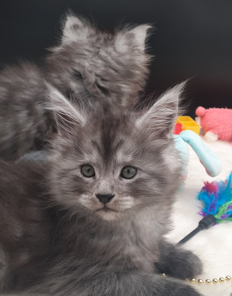 Zabelle Femelle Maine coon