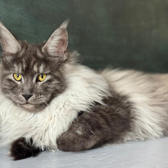 chaton Maine coon black smoke Zabelle La Chatterie des targuizier's