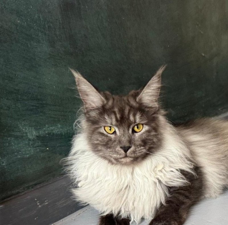 Zabelle Femelle Maine coon