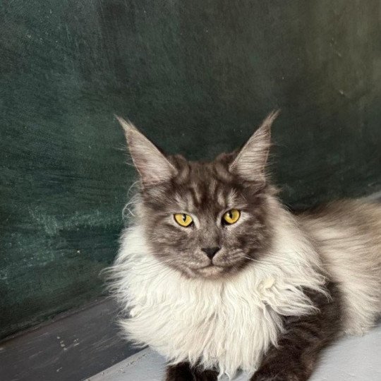 Zabelle Femelle Maine coon