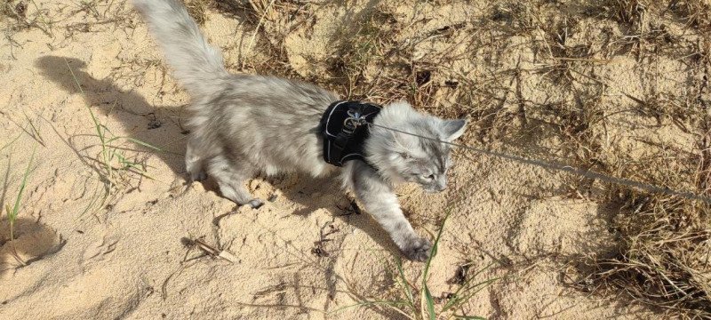 Will Mâle Maine coon