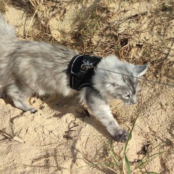 chaton Maine coon black smoke Will La Chatterie des targuizier's