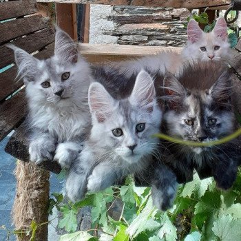 Certificat d' Engagement et de Connaissance pour l'acquisition d'un chat : CEC