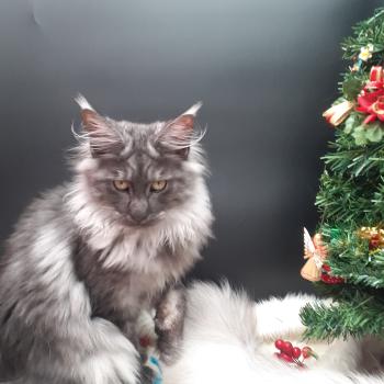 Le Maine Coon