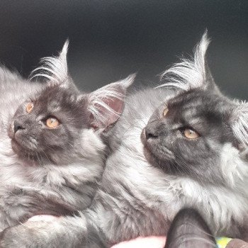 Préparer l'arrivée de votre maine coon des Targuizier's