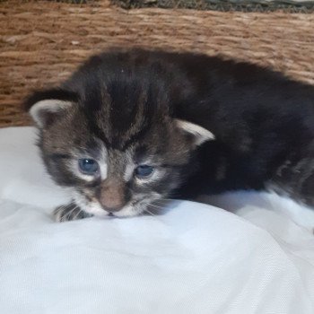 Protocole d'adoption