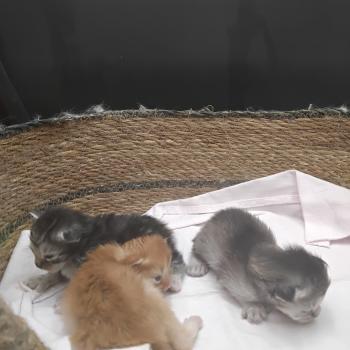 Portée SNOW ❤ Waroch 2026
