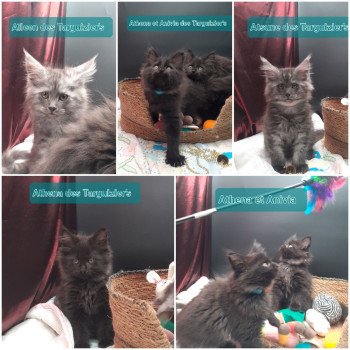 Portée Veila ❤ SOLO 2025