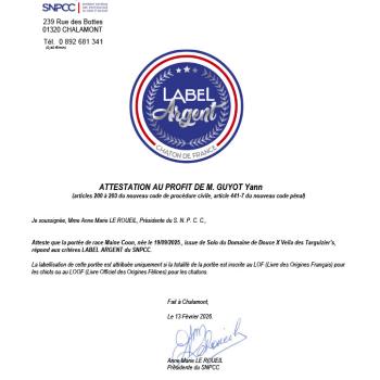 Chaton Maine coon Veila ❤ SOLO 2025 La Chatterie des targuizier's